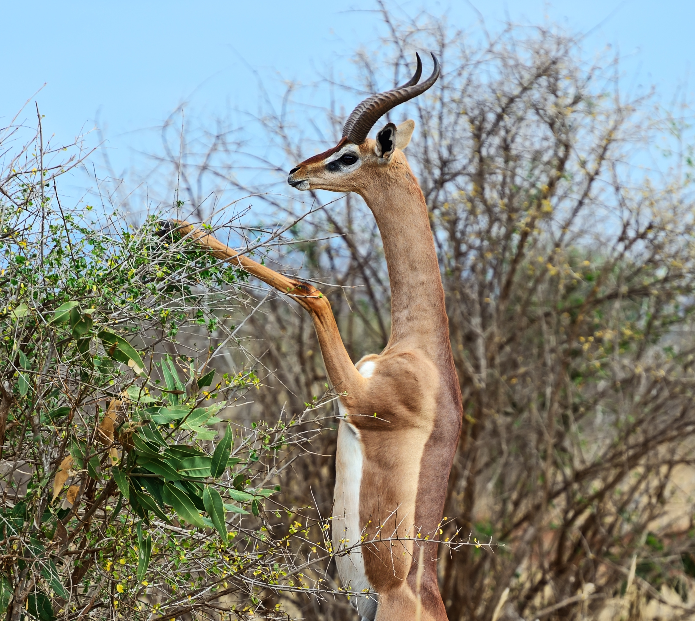 Der Giraffengazelle (Litocranius) verdankt der eT-Litocran700 seinen Namen 